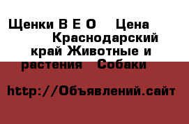 Щенки В Е О  › Цена ­ 20 000 - Краснодарский край Животные и растения » Собаки   